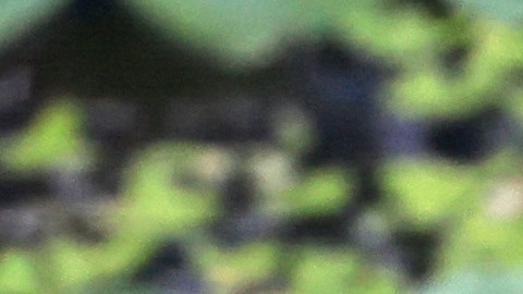 Babia: cientos de personas acuden al funeral de un cocodrilo "divino" y "vegetariano" en India