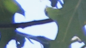 Hombre con síndrome de Down despedido de Wendy's después de 20 años