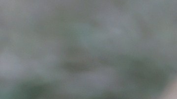 Muere a los 22 años la perrita más longeva del mundo según Récord Guinness