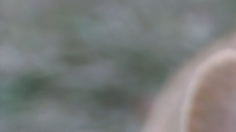 Muere a los 22 años la perrita más longeva del mundo según Récord Guinness