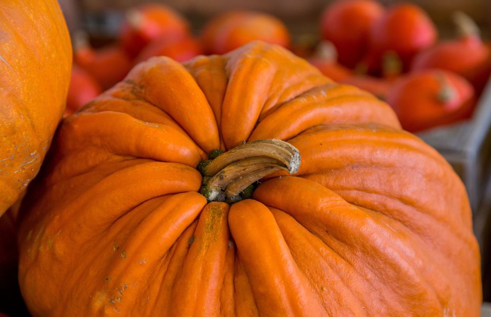 More than 0,000 worth of meth-filled pumpkins seized at Texas border crossing