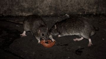 Two rats eat a slice of tomato at the square of the Saint Jacques tower close to the rue de Rivoli, in Paris on December 15, 2016. The City of Paris has launched a series of operations against the rats present in large numbers in the recent days. / AFP / PHILIPPE LOPEZ (Photo credit should read PHILIPPE LOPEZ/AFP via Getty Images)