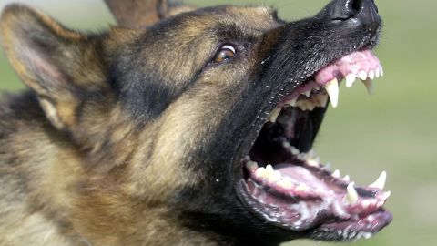 401082 04: A German Shepard bares its teeth during Schutzhund attack dog training at Witmer-Tyson Imports February 14, 2002 in Newark, CA. The trial of Marjorie Knoller and Robert Noel, whose two giant Presa Canario attack dogs killed 33-year-old Diane Whipple last January, is scheduled to begin on February 19, 2002 in Los Angeles. (Photo by Justin Sullivan/Getty Images)