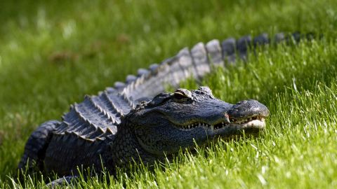 Existe una temporada de caza de caimanes en Florida.