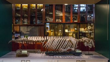 El esqueleto de un dugongo se exhibe dentro del Museo de Zoología Grant el 21 de julio de 2017 en Londres, Inglaterra.