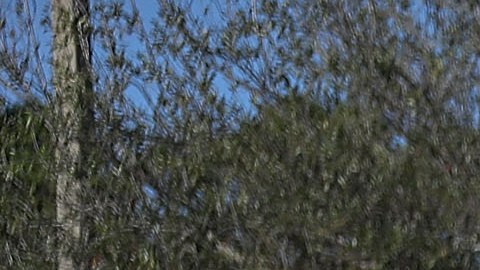 Falsos tiroteos desatan caos en Florida y movilización de la policía en varias escuelas