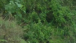 Policía de Michoacán