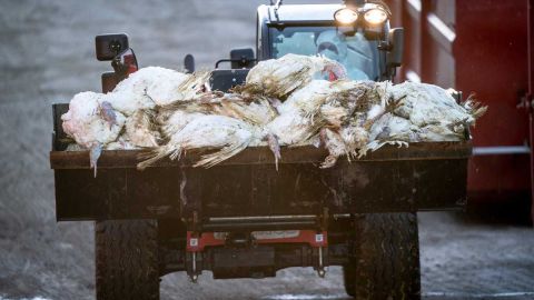 Los criaderos de aves están enfrentando grandes pérdidas económicas