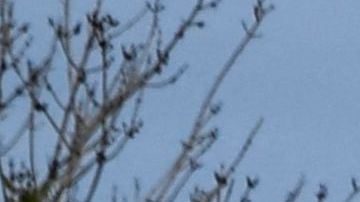 Guardia de seguridad dispara contra hombre que agrede a mujer cerca de puente internacional de El Paso
