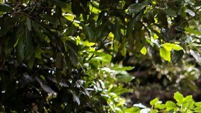 Hombres armados en México