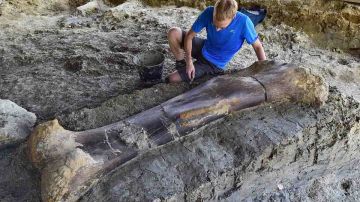 Los huesos de mamut son de gran valor para algunos coleccionistas