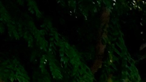 El concejal Mitch O'Farrell celebró el Día de los Pueblos Indigenas. (Suministrada)