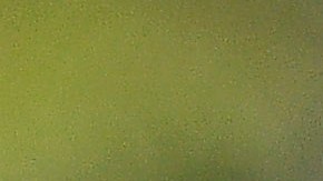 El delantero argentino, Juan Dinneno en un partido del Apertura 2021 con Pumas.