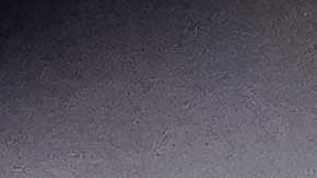 Andrés Lillini ya no cuenta con equipo en la Liga MX.