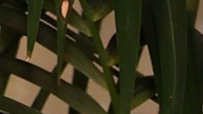 Jennifer Lopez y Ben Affleck en el desfile de Ralph Lauren en Los Ángeles.