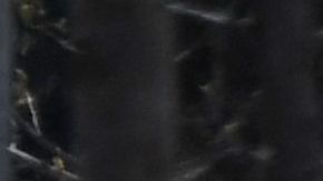 Joven madre entre los 4 adolescentes muertos en un accidente en Buffalo mientras intentaban el 'desafío Kia' para robar autos en TikTok