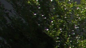 Madre de Louisiana llamó al 911 después de dispararle a su hija para anunciar que se iba a suicidar y lo cumplió