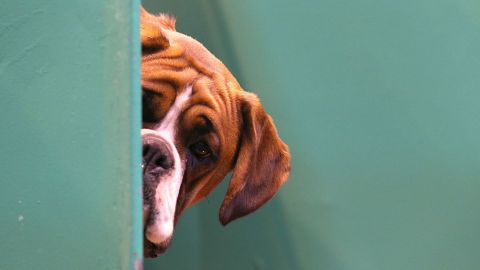 Mujer se reencuentra con su perro después de meses y estar resignada con su partida