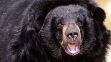 Encontrarse con un oso hambriento puede ser mortal
