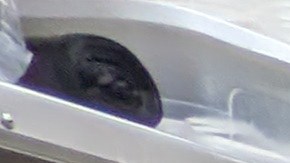 Dueños de camiones de comida y restaurantes están preocupados por la multiplicación de puestos de tacos sin permiso en las calles. (Jacqueline García/La Opinión)