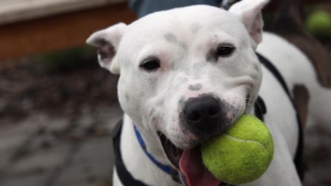 La mascota de la familia Engleman nació sorda y fue rescatada de la calle