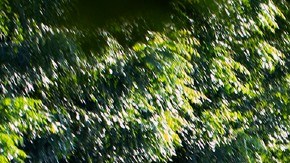 Policía de Michoacán