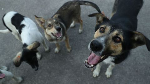 Salvan a 100 perros antes de ser preparados para taquerías. (VIDEO)