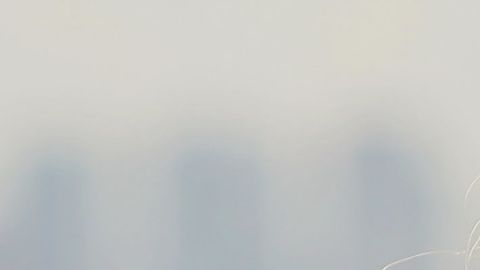 Serena Williams | Getty Images