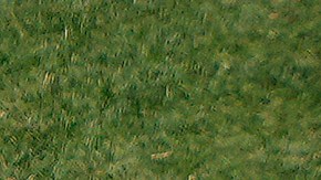 Shohei Ohtani compite por el MVP de la Liga Americana.