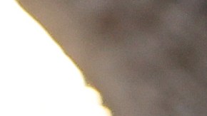 Steve Bannon sentenciado a 4 meses de cárcel por desacato al Congreso después de desafiar la citación