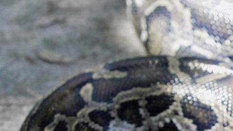 VIDEO: una mujer es salvajemente atacada por una serpiente
