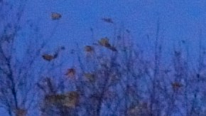 Video muestra a una mujer baleada 14 veces por su novio frente a sus hijos y sobrevivir el ataque