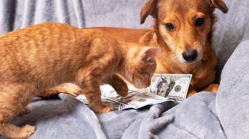 Imagen de un gato y un perro que están sobre un sillón y entre billetes.