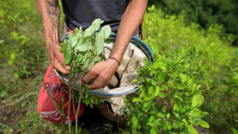 cultivos de coca