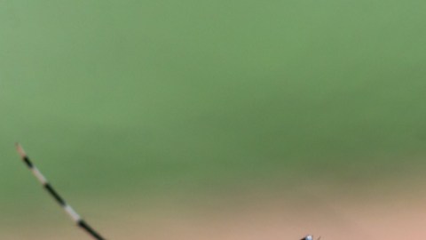 El olor de algunas personas es más atractivo para los mosquitos