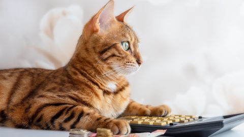 Imagen de un gato, billetes y una calculadora.