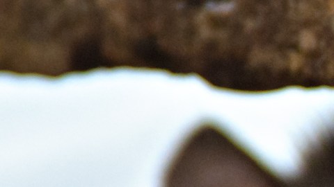 Hantavirus en EE. UU.: qué debemos saber