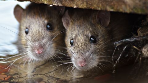 Hantavirus en EE. UU.: qué debemos saber