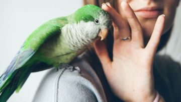 Salud mental: nueva investigación revela que vivir cerca de las aves puede ser sanador