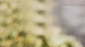 Drew Johnson reveló que 18,000 republicanos registrados no votaron.