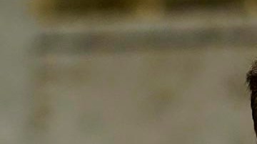 Chris Murphy espera que el próximo año pueda llevar a cabo el proyecto de ley.