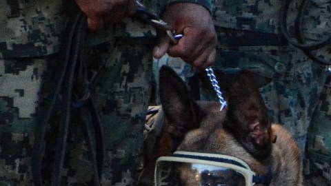 Murió Frida, la perrita rescatista y heroína de los sismos de 2017 en México