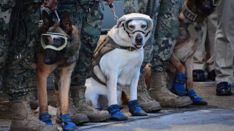 Murió Frida, la perrita rescatista y heroína de los sismos de 2017 en México