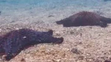 Quién fue Irene Bernasconi, la bióloga argentina a la que Google rinde homenaje