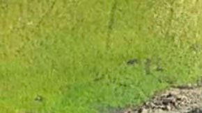 3 de los efectos más raros del calentamiento global