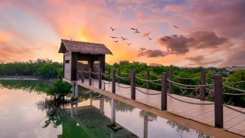 La Isla Púrpura de Qatar que les dio a los ricos y poderosos el color que más codiciaban