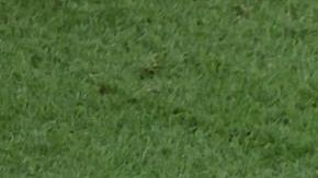 Neymar no estará contra Suiza por un esguince en su tobillo.