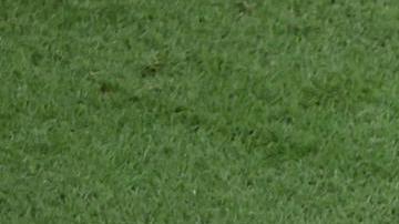 Neymar no estará contra Suiza por un esguince en su tobillo.