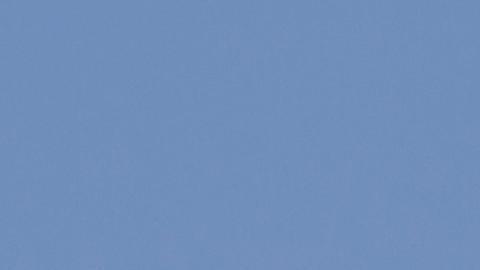 Un pájaro realiza un vuelo récord mundial al volar de Alaska a Tasmania sin aterrizar