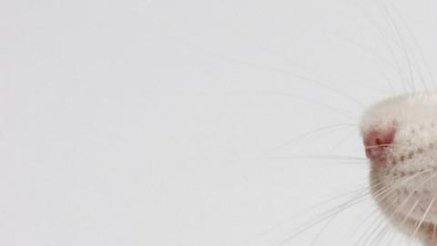 Las ratas tienen ritmo y pueden seguir el compás de Mozart, según nuevo estudio